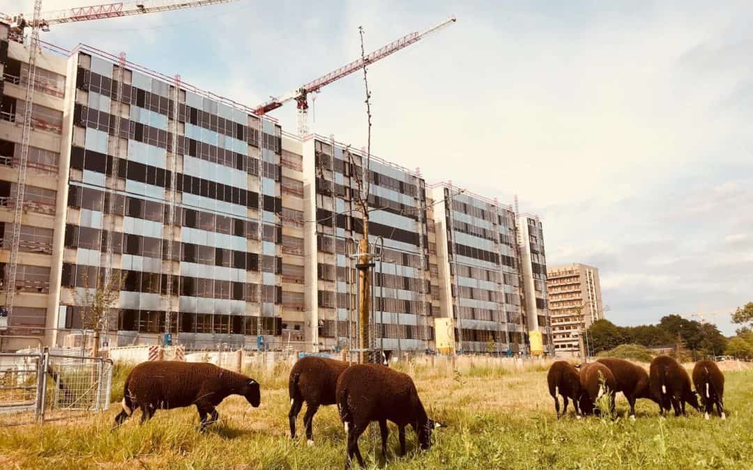 Les moutons bruxellois